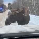 What Is Moose Test? How It Helps A Car To Become Buyer Friendly?