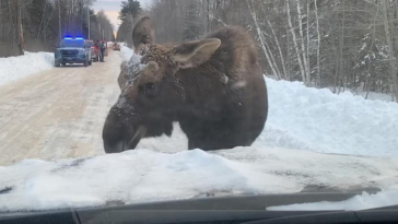 What Is Moose Test? How It Helps A Car To Become Buyer Friendly?