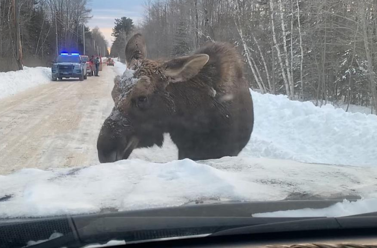 What Is Moose Test? How It Helps A Car To Become Buyer Friendly?